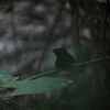 アオボウシマイコドリ(Blue-crowned Manakin)