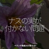 2434食目「ナスの実が付かない問題」ベランダ農園2024夏その7