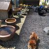 明日はメダカの引越しです