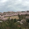 倉敷市 種松山公園西園地の桜も満開(^^)