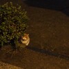 超久々のかつ兵衛タイム。(月曜日、雨のち晴れ)