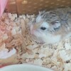 ハムスターを飼う前に