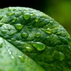 大野らに小雨降りしく木の下に･･･巻第11-2455～2457