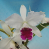 Cattleya labiata f.s/a` 'Cooksonia'