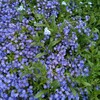 青い花って魅力的✨ずぼらの花壇