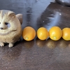金柑の魔法