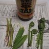 南阿蘇は山菜のシーズン