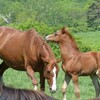 【ねぇ知ってる？】仔馬の英語はポニーじゃないよ！兼業農家をしていると動物単語に詳しくなりました。