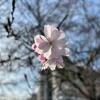 桜を探しに。