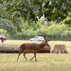 Richmond Park & London Wetland Centre