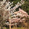 梅と桜が同時に満開