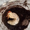 昆虫飼育　パラワンオオヒラタクワガタの菌糸ビン交換