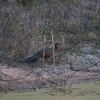 Chestnut-bellied Guan アカハラシャクケイ