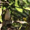 アカエリサボテンミソサザイ(Rufous-naped Wren)