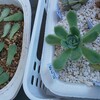 20191105花月夜の葉をもぎもぎ&水やりタイム☺️【多肉植物】【猫】