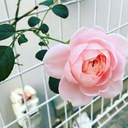はこふぐのメモ