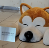 【今日の日記】秋田犬がお出迎え