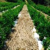  南山城村 茶畑日誌 5/25
