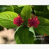 【10月の庭】10月はまだまだ気温が高かった！遅めにきた秋の植物たち