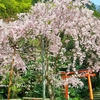 京都の桜