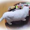 ましろのオモチャ入れ