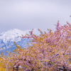 立山連峰と河津桜と