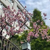 八重桜