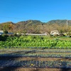 山茶花生垣剪定＆ネギ畑除草