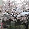 桜咲いたよ、春休み