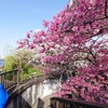浅草で花見　対岸の桜の方が良く見える