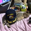 Twitterで憲法改正についてのアンケートをしたら渋谷の局より回答数が多かった件