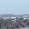 雪と桜とウイルスと。