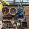 【経過観察】ベランダ植物　2026春  ／　筍と木の芽