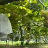 恒例行事になりつつある件、今回のメインはぶどう狩り🍇