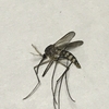 触角のフサフサしている蚊のオスは血を吸わない