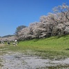 No.460【京都府】3つの川の合流地点の土手に桜並木！！「背割堤」を散策した朝の思い出！