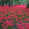 埼玉県日高市巾着田曼珠沙華公園に行って来ました。