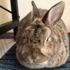 【うさぎのまる】ナデナデとおやつが大好き。