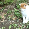 ベトナムは野良猫が少ない？