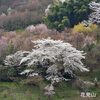 春爛漫の福島の桜撮影ツアー