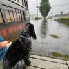 雨に打たれた朝