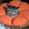 くまねこのエリカラー　＆　家庭菜園、富貴蘭の全国大会
