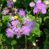 (278) Ageratum houstonianum