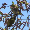 いつもの鳥