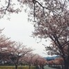 桜の町　篠山