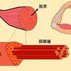 ★肉離れは筋肉の断裂のことです。