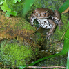 アズマヒキガエル Bufo japonicus formosus