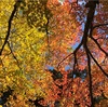 紅葉狩り
