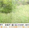 甘夏畑の草刈り