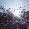 光明寺 京都 紅葉 見ごろ時期は？ 